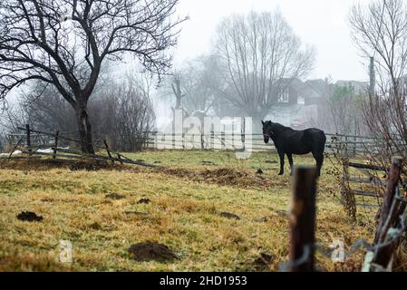 Primo piano di un cavallo nero in piedi nella fattoria Foto Stock