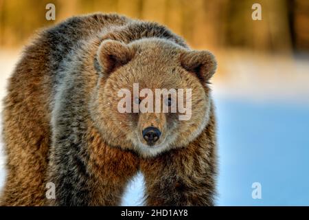 Orso curioso Foto Stock