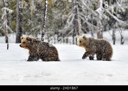Bear cuccioli che prendono un passo alla volta nella neve Foto Stock