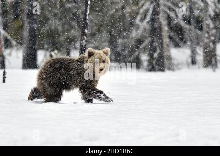 Bear cucciolo che fa un passo alla volta nella neve Foto Stock