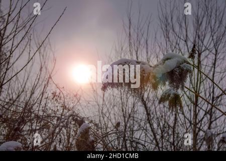 Silhouette di neve - coperte di canneti secchi di canne costiere sullo sfondo del cielo grigio invernale con sole tramonto. Erba di Pampas, bellezza nella natura, fuori Foto Stock