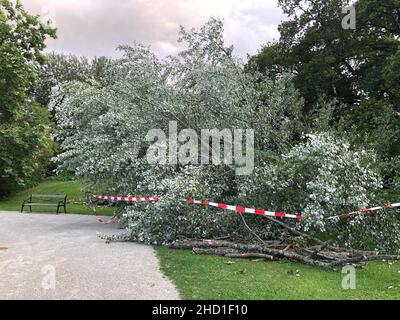 Foto di un albero di betulla caduto in un parco dopo la tempesta in estate Foto Stock