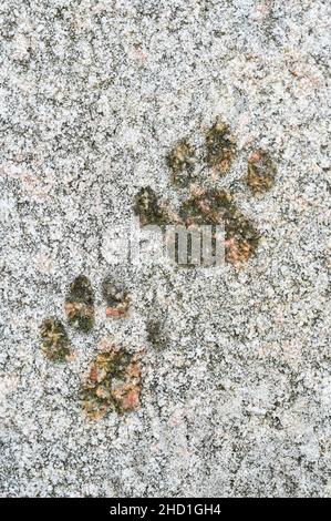 paw piste in gelo su scale di pietra Foto Stock