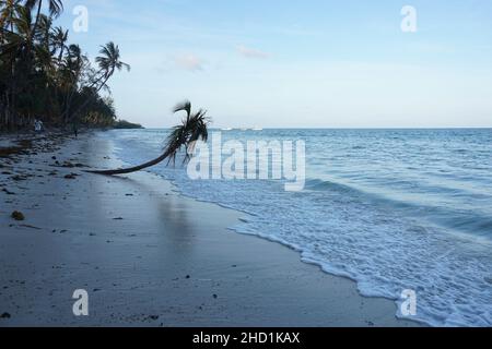 Palmtree declinato solitario sulla spiaggia di Diani, Kenya Foto Stock