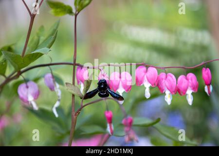 Un'ape di legno blu grande cerca polline su un fiore di cuore, Lamprocapnos spectabilis. Foto Stock