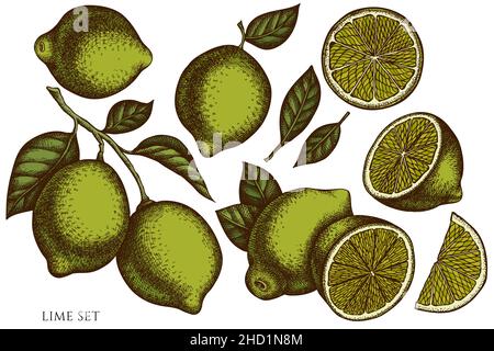 Collezione di illustrazioni vettoriali disegnate a mano agli agrumi. Tiglio colorato. Illustrazione Vettoriale