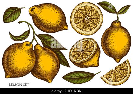 Collezione di illustrazioni vettoriali disegnate a mano agli agrumi. Limone colorato. Illustrazione Vettoriale