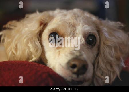 Carino ritratto di un cane da compagnia di maltipoo bianco. Foto Stock