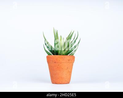 Pianta succulenta verde o aloe vera in una piccola pentola rotonda di terracotta isolata su sfondo bianco. Foto Stock