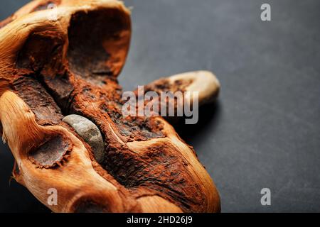 Curvo testurizzato legno serpente di colore marrone con texture su sfondo nero con spazio libero. Foto Stock