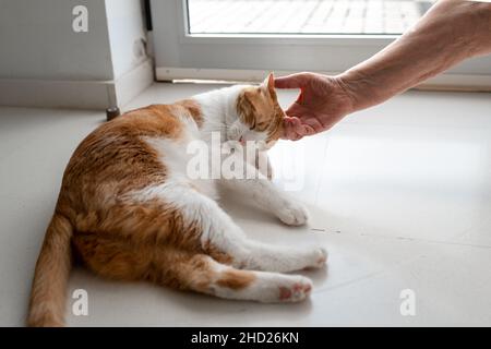 primo piano. gatto marrone e bianco con occhi gialli gode le carezze di una donna anziana Foto Stock