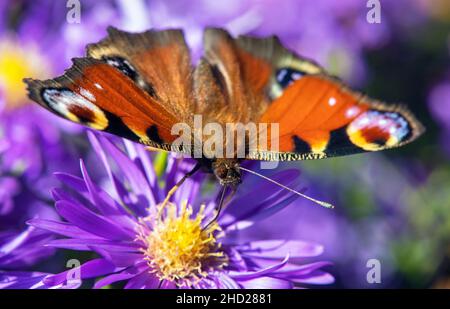 Farfalla di pavone seduta su fiore blu, in latino Inachis Io o Aglais Io Foto Stock
