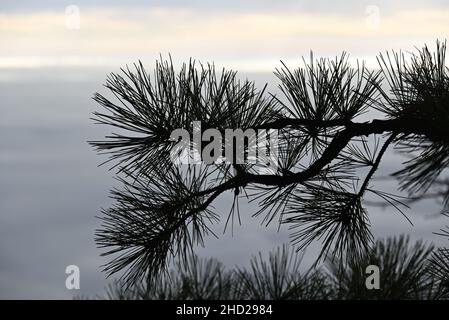 Primo piano di aghi di pino da un pino giallo loblolly, silhouette contro un cielo nuvoloso. Foto Stock