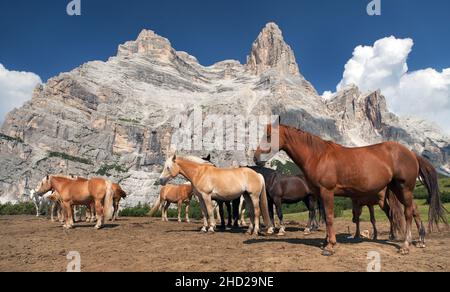 Cavalli e mucche sotto Monte Pelmo nelle Dolomiti Italiane, Tirolo del Sud, Dolomiti, Alpi Italiane europee Foto Stock