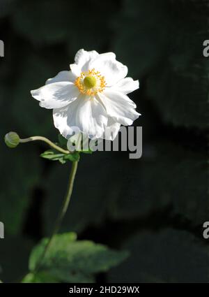 Anemone hybrida "Honorine Jobert' Foto Stock