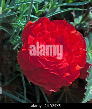 Rosso brillante begonia tuberosa Foto Stock