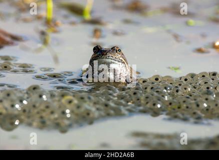 European Common Brown rana in latino Rana temporaria con uova Foto Stock