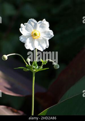 Anemone hybrida "Honorine Jobert' Foto Stock