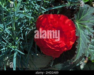 Rosso brillante begonia tuberosa Foto Stock