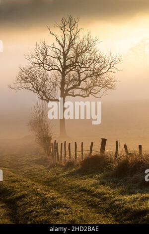 Sentiero di campagna che conduce ad un albero solistico alla luce di una mattinata d'inverno nebbiosa Foto Stock