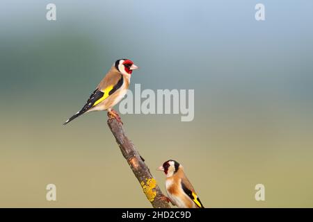 Un adulto maschio europeo Goldfinch (Carduelis carduelis) arroccato su un ramo aperto vicino al Lago Kerkini, Grecia settentrionale, in primavera Foto Stock