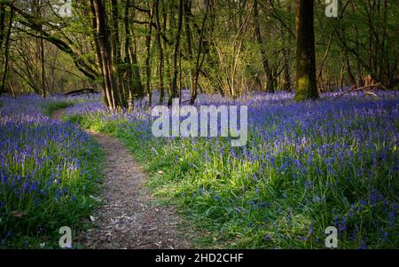 Un percorso attraverso le campane illuminate dalla luce del mattino presto nel bosco del Sussex. Foto Stock