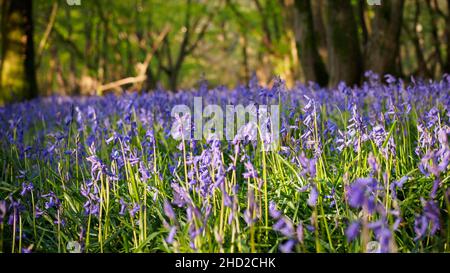 Qui in Sussex a fine primavera i boschi sono pieni di bluebells inglesi, quest'anno è stato un buon anno Foto Stock