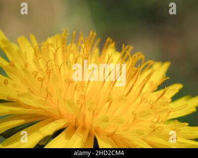 Il dente di leone comune o giardino è generalmente considerato un'erbaccia ma che non lo ferma essere un soggetto fotografico sorprendentemente forte. Dente di leone Foto Stock