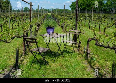 Azienda vinicola olandese a Brabante Nord in giornata di sole, giovani germogli di foglie d'uva su vigneti verdi in Olanda Foto Stock