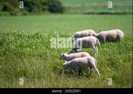 Collezione di animali, pecore giovani e vecchie che pascolano su prati verdi a Schouwen-Duiveland, Zeeland, Paesi Bassi lungo Oosterschelde Foto Stock