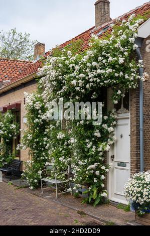 A piedi nella vecchia città olandese Zierikzee con vecchie case e strade, Zeeland, Paesi Bassi Foto Stock