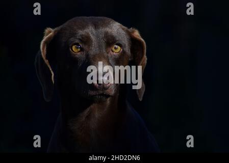 Ritratto ravvicinato di un cane da caccia marrone con una luce spettacolare su uno sfondo scuro Foto Stock
