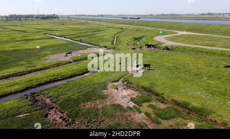 Vista aerea su polder verdi, prati e canale di trasporto d'acqua nel Beveland meridionale, Zeeland, Olanda in estate Foto Stock