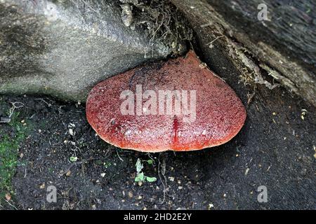 Fistulina hepatica, conosciuta come fungo beefsteak, poliporo beefsteak, lingua bue, o fungo lingua, polipore selvatico dalla Finlandia Foto Stock