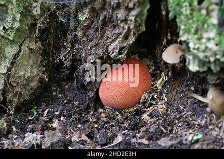 Fistulina hepatica, conosciuta come fungo beefsteak, poliporo beefsteak, lingua bue, o fungo lingua, polipore selvatico dalla Finlandia Foto Stock