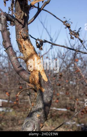 Corteccia spaccata di alberi di mela. Malattia dell'albero della frutta Foto Stock