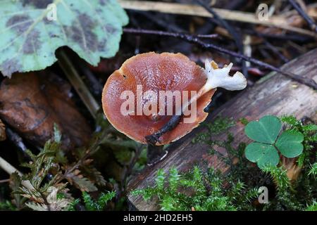 Polyporus tubaeformis, un fungo poliporo della Finlandia, nessun nome comune inglese Foto Stock