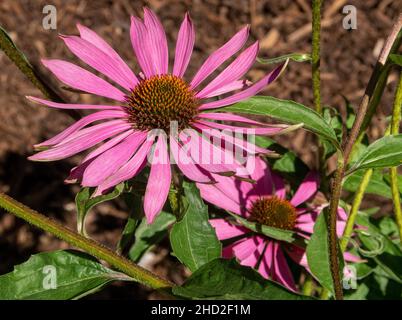Echinacea purpurea, viola orientale coneflower, viola coneflower, hedgehog coneflower, echinacea, giardino caldo, fiore autunno Foto Stock