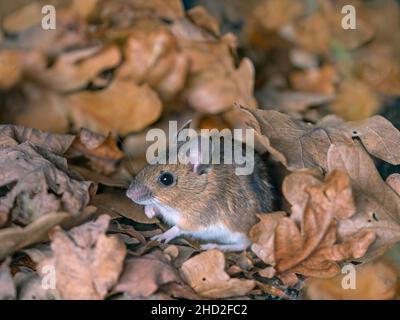 Wood Mouse Apodemus sylvaticus Foto Stock