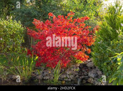 Acer palmatum Osakazuki cresce accanto ad un laghetto giardino con una cascata, a Novembere, autunno autunno caduta giardino colore Foto Stock