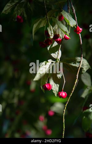 Il Red Cascade Spindle Tree (Euonymous europaeus 'Red Cascade') è una pianta ornamentale popolare in giardini e parchi. In estate latte produce rosso brillante Foto Stock