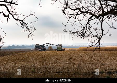 Rybnitsa, Repubblica non riconosciuta di Transnistria: 5 novembre 2021: Raccolta del mais in autunno Foto Stock