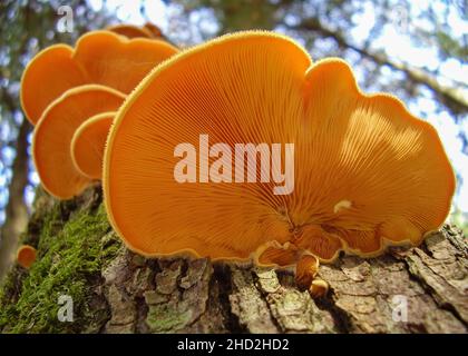 Funghi di ostrica arancione mock su tronco di albero visto da sotto Foto Stock