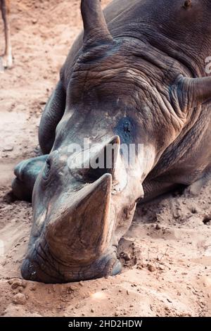 Bianco rhinoceros Palmyre zoo a Les Mathes Francia Foto Stock