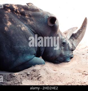 Bianco rhinoceros Palmyre zoo a Les Mathes Francia Foto Stock