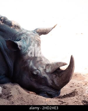 Bianco rhinoceros Palmyre zoo a Les Mathes Francia Foto Stock