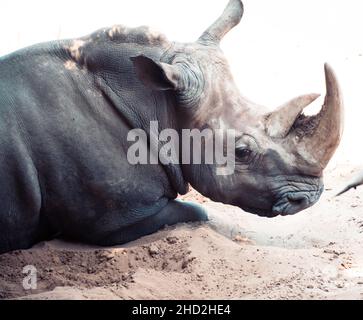 Bianco rhinoceros Palmyre zoo a Les Mathes Francia Foto Stock