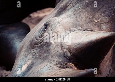 Bianco rhinoceros Palmyre zoo a Les Mathes Francia Foto Stock