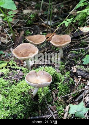 Pluteus cerrinus, noto anche come Pluteus atricapillus, comunemente chiamato scudo cervicale o fungo di porca, fungo selvatico dalla Finlandia Foto Stock