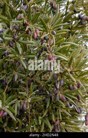 Particolare dell'olivo (Olea Europaea) pieno di frutti maturi Foto Stock